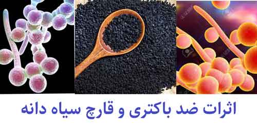 Read more about the article سیاه دانه از سیر تا پیاز